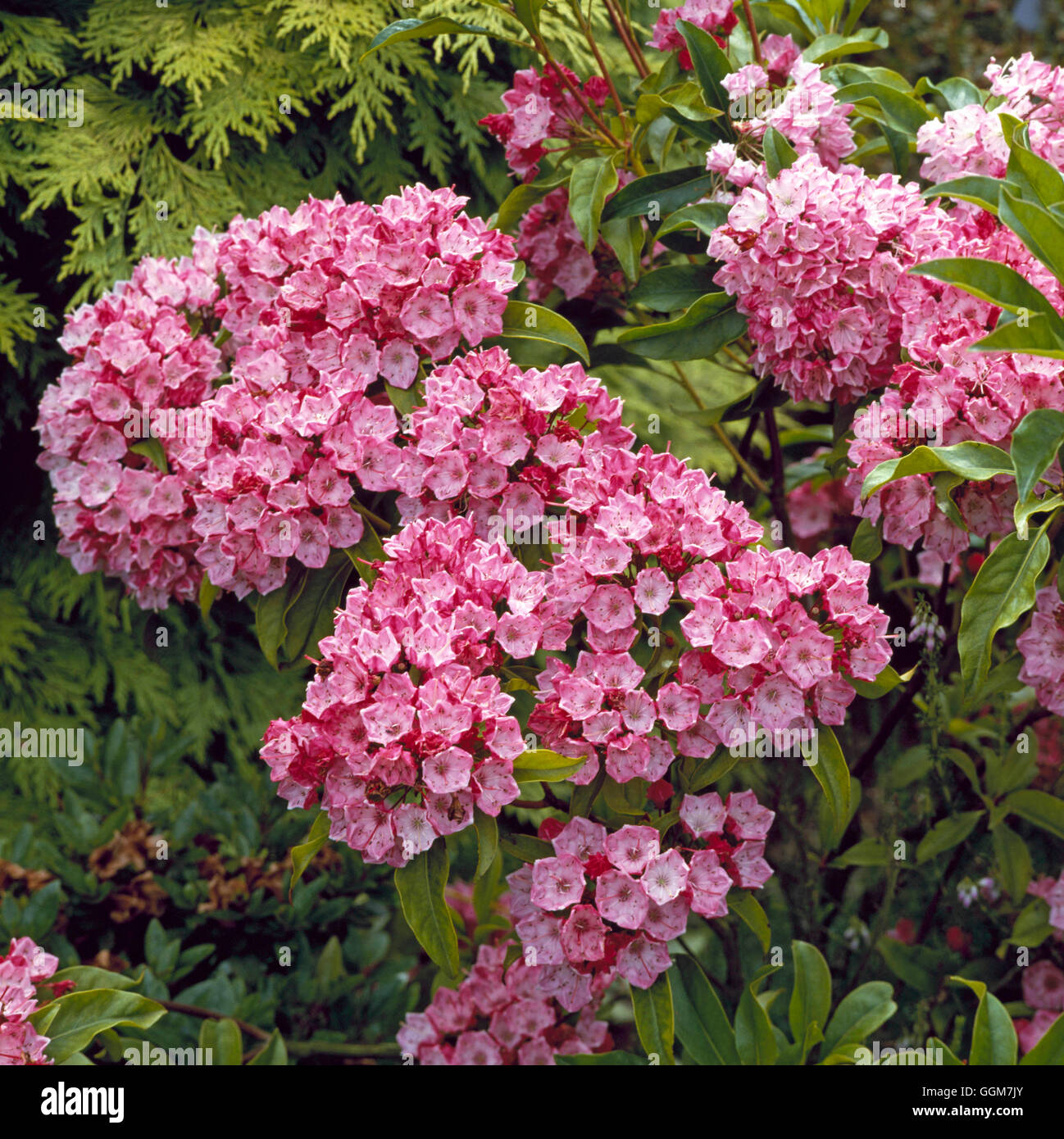 Kalmia latifolia - `Ostbo Red'   TRS041855 Stock Photo